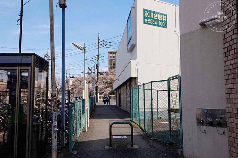 東京賞櫻景點 - 石神井川沿岸綿延櫻花並木,漫步於櫻花隧道中