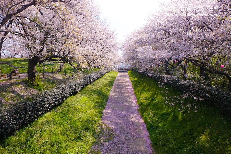2025關東賞櫻景點 - 櫻花盛放！埼玉幸手權現堂櫻堤花見，春日必遊的浪漫櫻花勝地