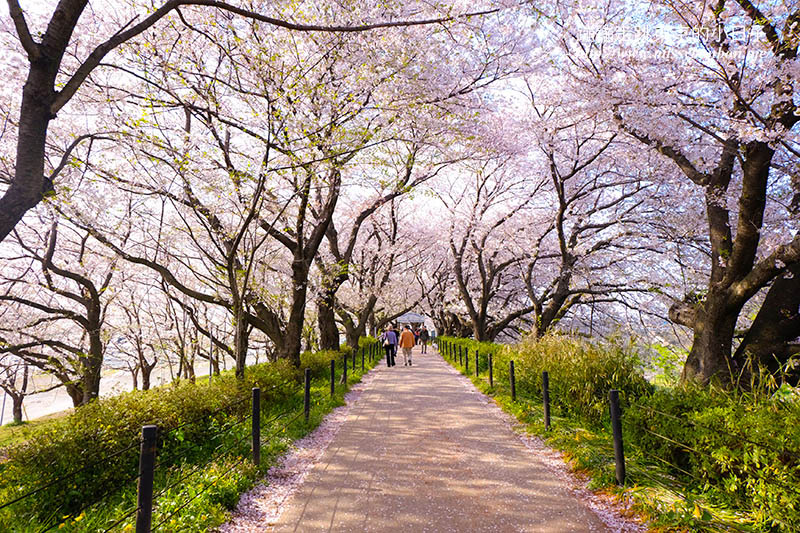 2025關東賞櫻景點 - 櫻花盛放！埼玉幸手權現堂櫻堤花見，春日必遊的浪漫櫻花勝地