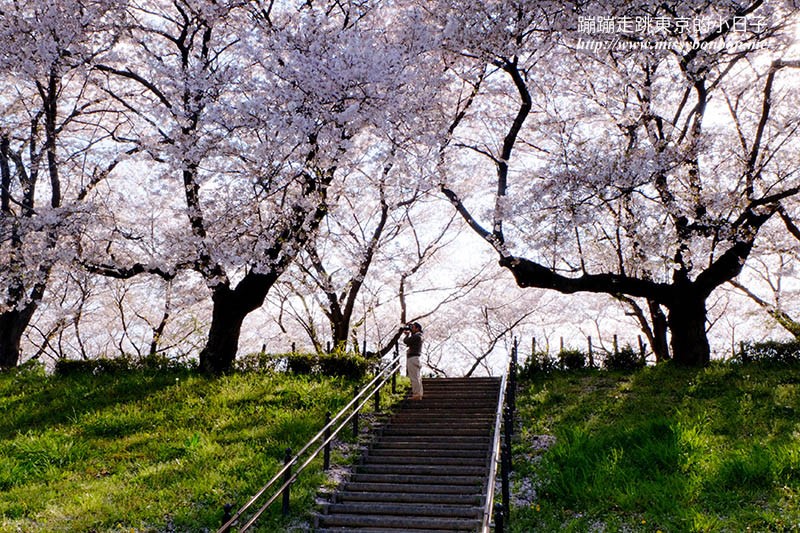 2025關東賞櫻景點 - 櫻花盛放！埼玉幸手權現堂櫻堤花見，春日必遊的浪漫櫻花勝地