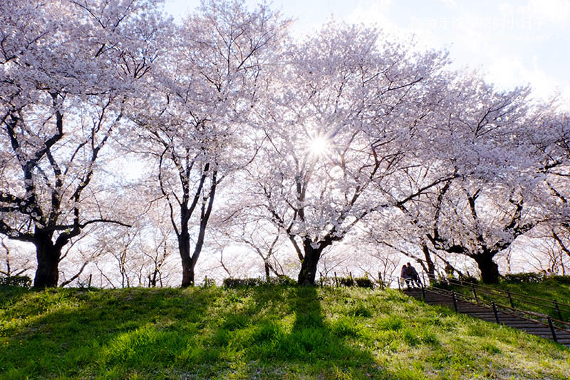 2025關東賞櫻景點 - 櫻花盛放！埼玉幸手權現堂櫻堤花見，春日必遊的浪漫櫻花勝地