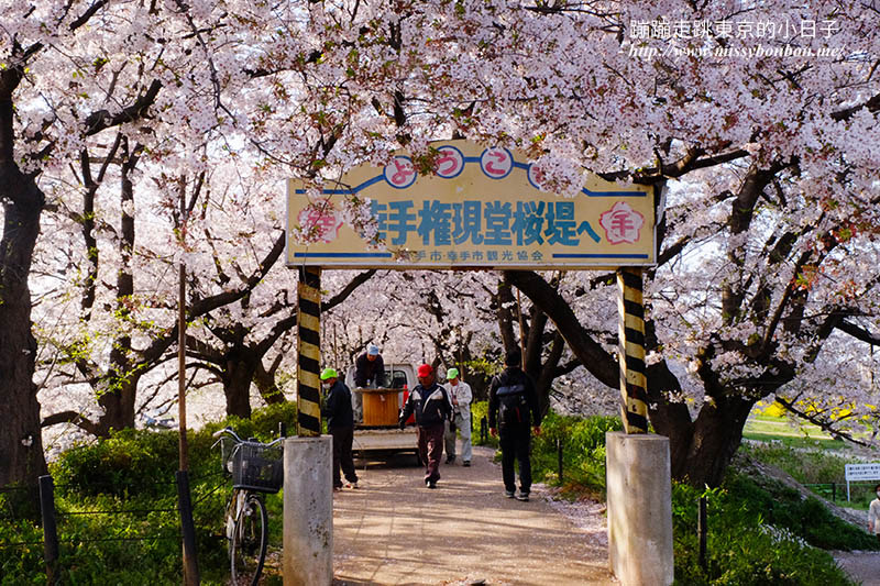 2025關東賞櫻景點 - 櫻花盛放！埼玉幸手權現堂櫻堤花見，春日必遊的浪漫櫻花勝地