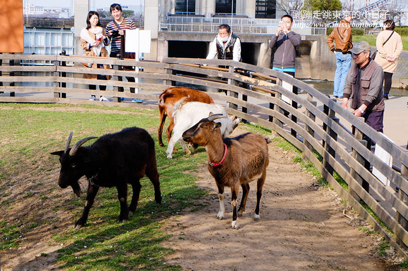 2025關東賞櫻景點 - 櫻花盛放！埼玉幸手權現堂櫻堤花見，春日必遊的浪漫櫻花勝地