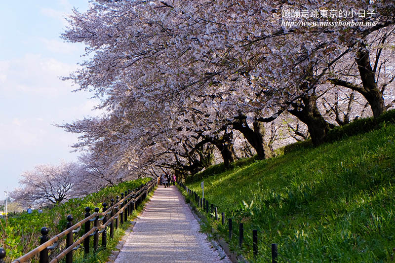 2025關東賞櫻景點 - 櫻花盛放！埼玉幸手權現堂櫻堤花見，春日必遊的浪漫櫻花勝地