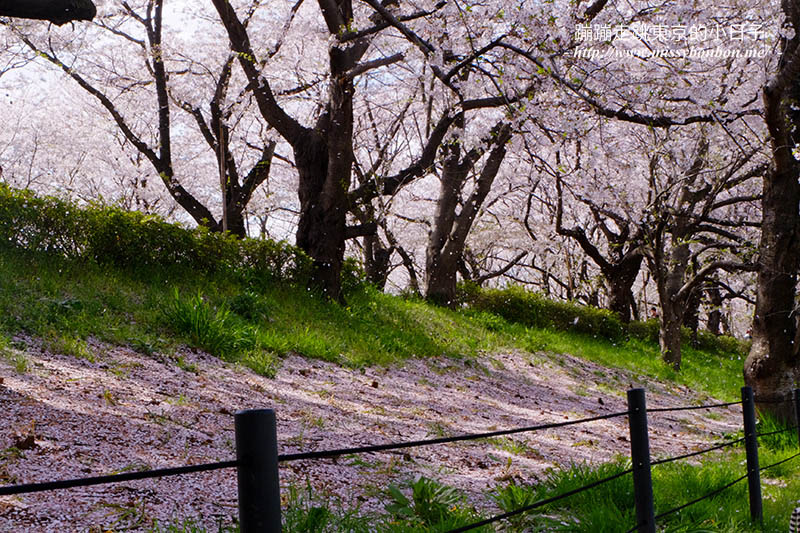 2025關東賞櫻景點 - 櫻花盛放！埼玉幸手權現堂櫻堤花見，春日必遊的浪漫櫻花勝地