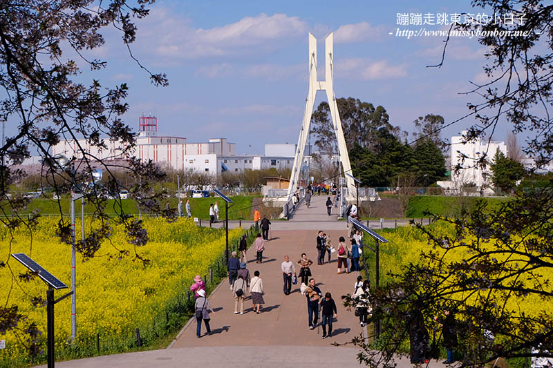 2025關東賞櫻景點 - 櫻花盛放！埼玉幸手權現堂櫻堤花見，春日必遊的浪漫櫻花勝地