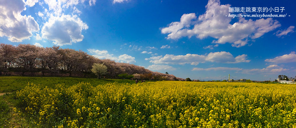 2025關東賞櫻景點 - 櫻花盛放！埼玉幸手權現堂櫻堤花見，春日必遊的浪漫櫻花勝地
