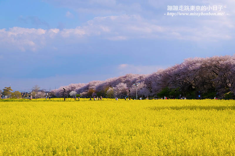 2025關東賞櫻景點 - 櫻花盛放！埼玉幸手權現堂櫻堤花見，春日必遊的浪漫櫻花勝地