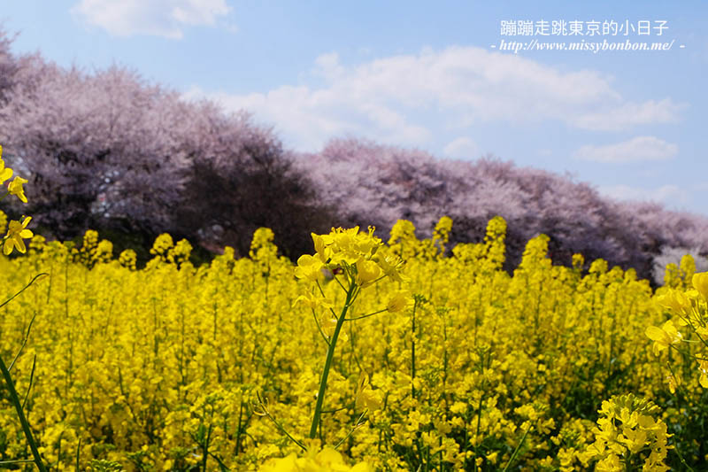 2025關東賞櫻景點 - 櫻花盛放！埼玉幸手權現堂櫻堤花見，春日必遊的浪漫櫻花勝地