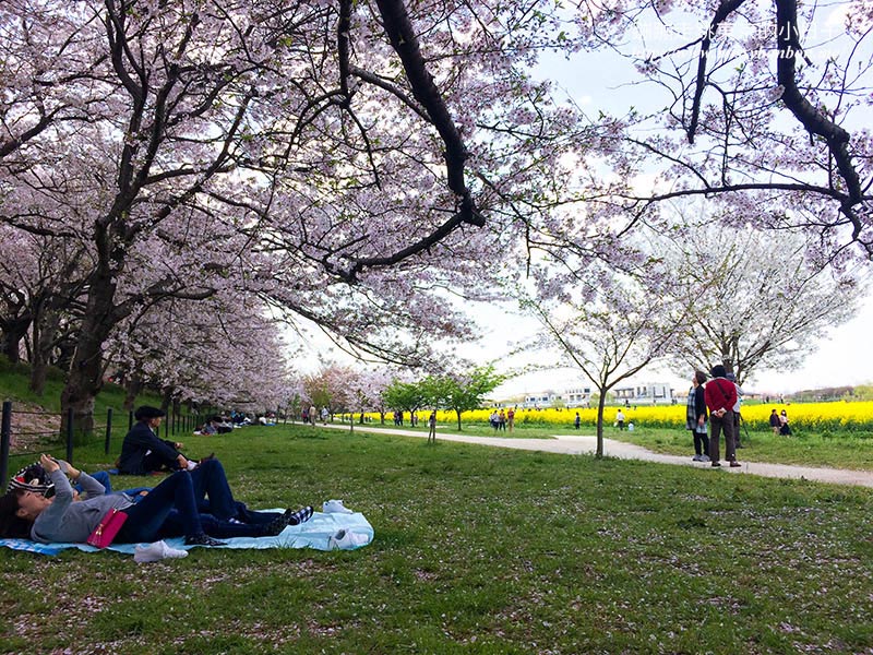 2025關東賞櫻景點 - 櫻花盛放！埼玉幸手權現堂櫻堤花見，春日必遊的浪漫櫻花勝地