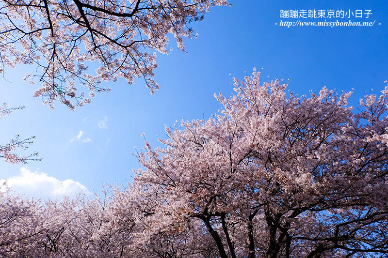 2025關東賞櫻景點 - 櫻花盛放！埼玉幸手權現堂櫻堤花見，春日必遊的浪漫櫻花勝地