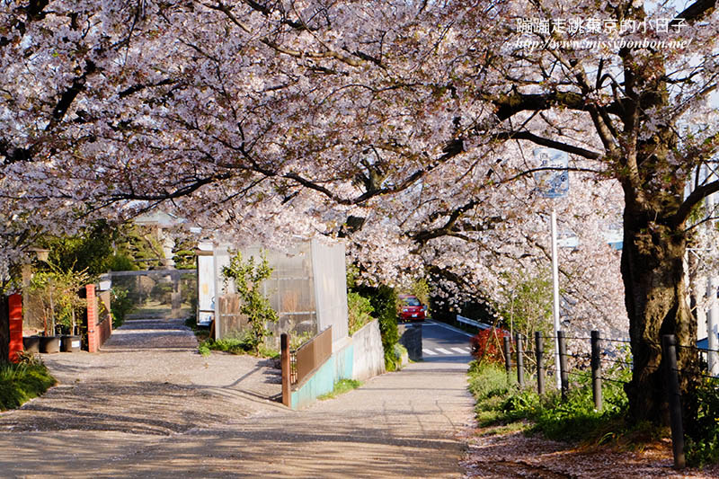 2025關東賞櫻景點 - 櫻花盛放！埼玉幸手權現堂櫻堤花見，春日必遊的浪漫櫻花勝地