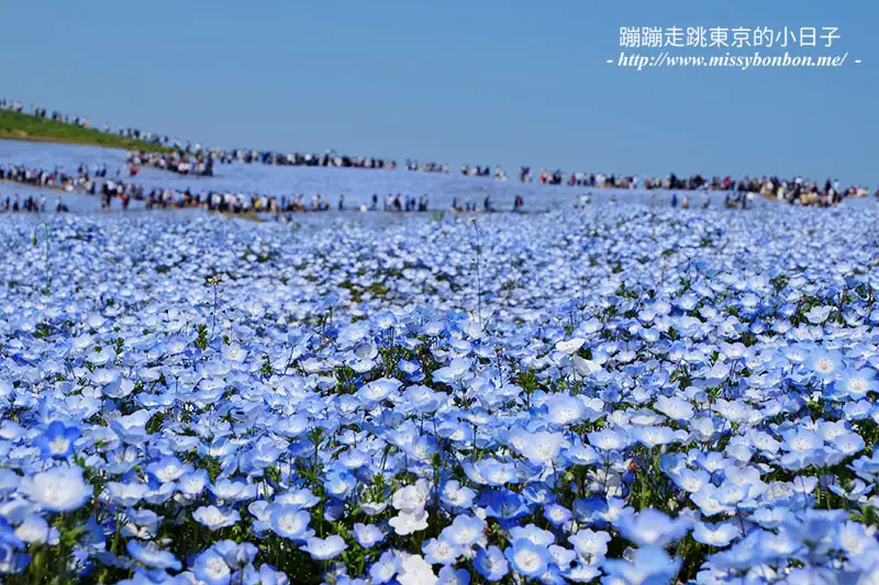 國營常陸海濱公園粉蝶花見晴之丘空海一線絕景