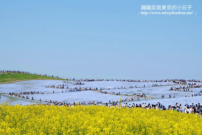 日本茨城縣國營常陸海濱公園的粉蝶花、與見晴之丘前的油菜花田