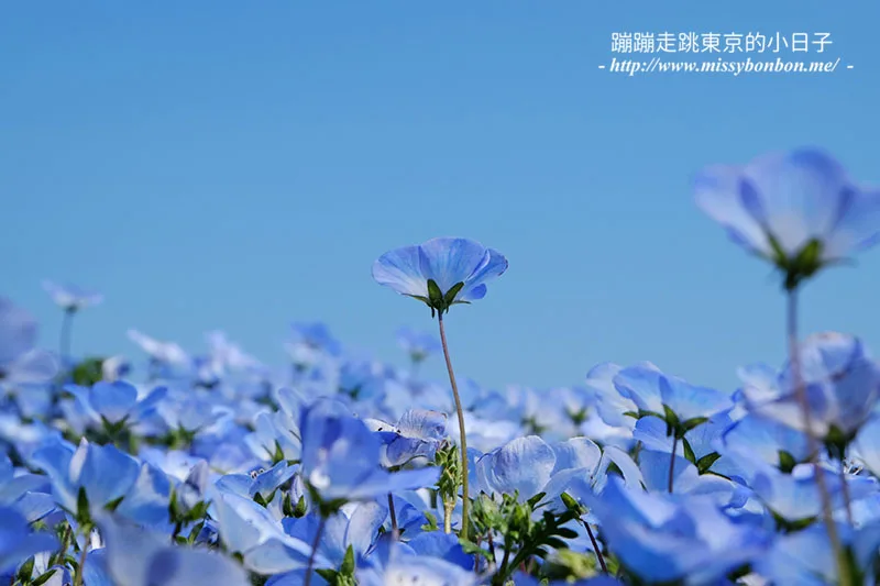 日本茨城縣國營常陸海濱公園的粉蝶花