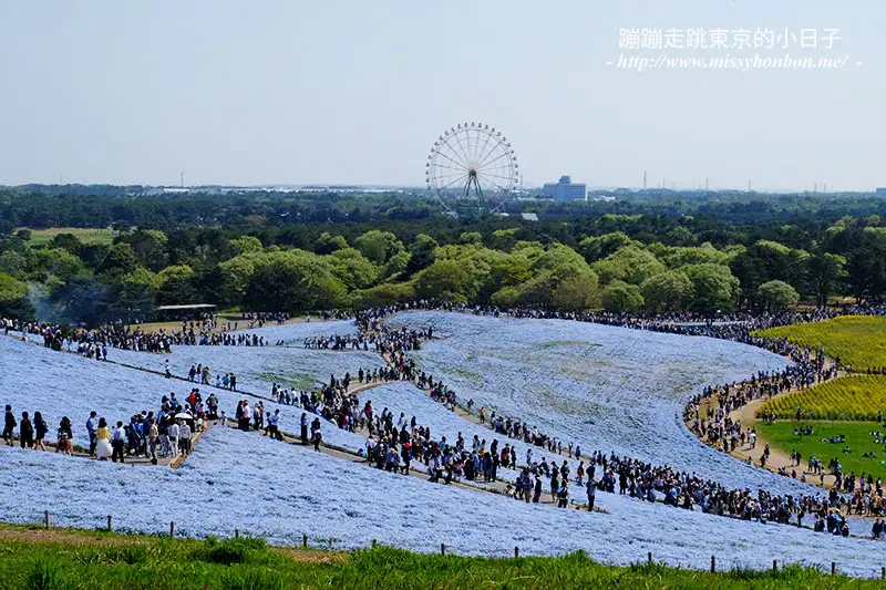 日本茨城縣國營常陸海濱公園的粉蝶花，與往山丘另外一頭遠眺，還可以看到遊樂園的大摩天輪地標。