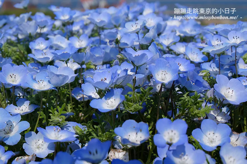 日本茨城縣國營常陸海濱公園的粉蝶花