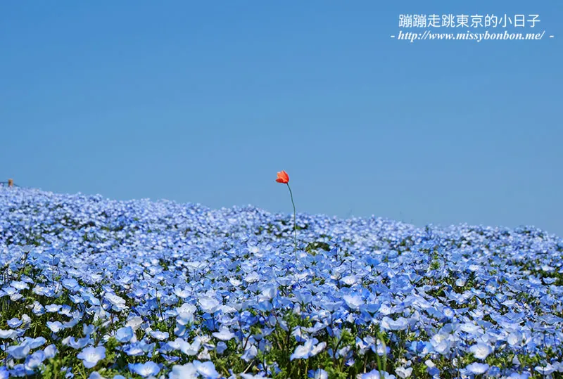 日本茨城縣國營常陸海濱公園的粉蝶花
