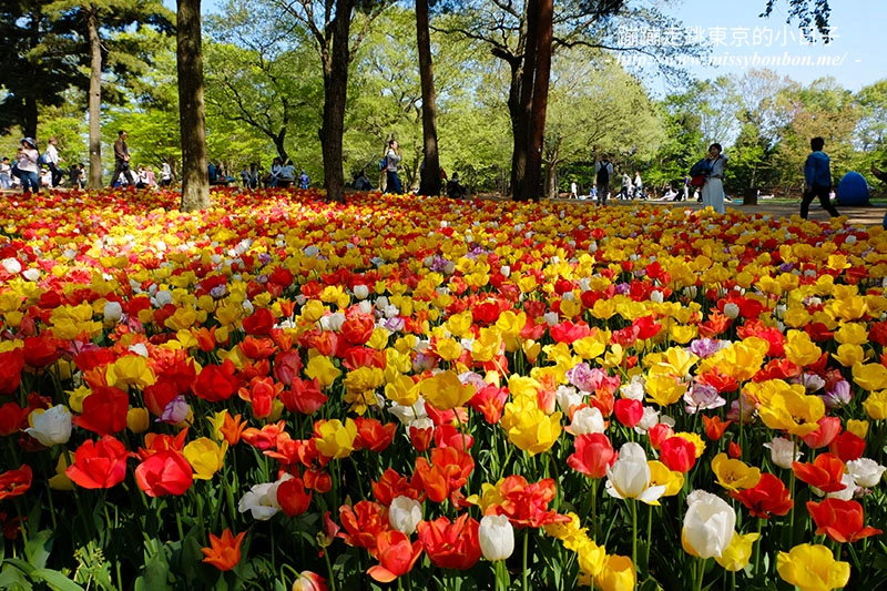 日本茨城縣國營常陸海濱公園的鬱金香