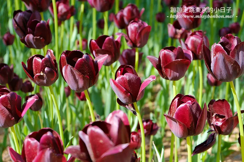 日本茨城縣國營常陸海濱公園的鬱金香
