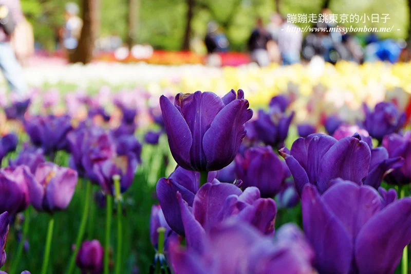日本茨城縣國營常陸海濱公園的鬱金香