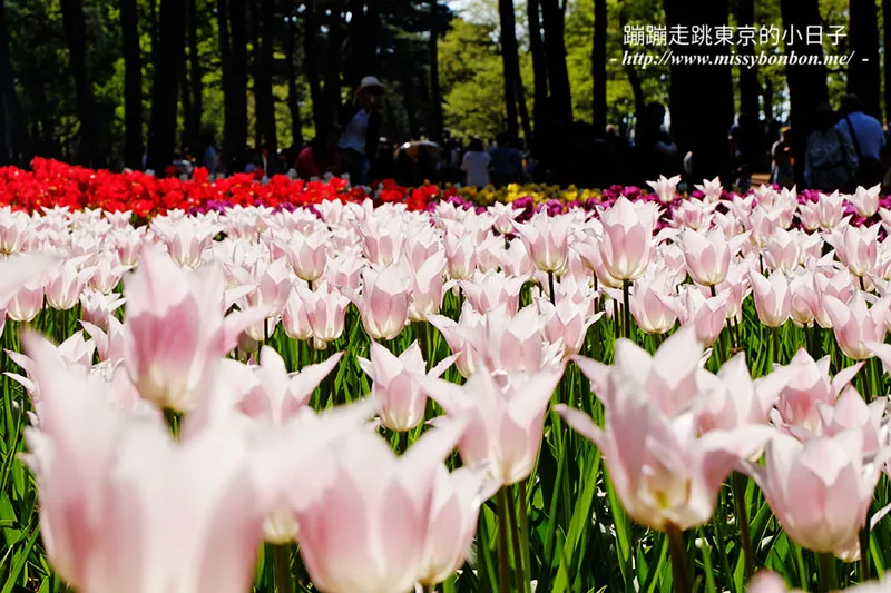 日本茨城縣國營常陸海濱公園的鬱金香