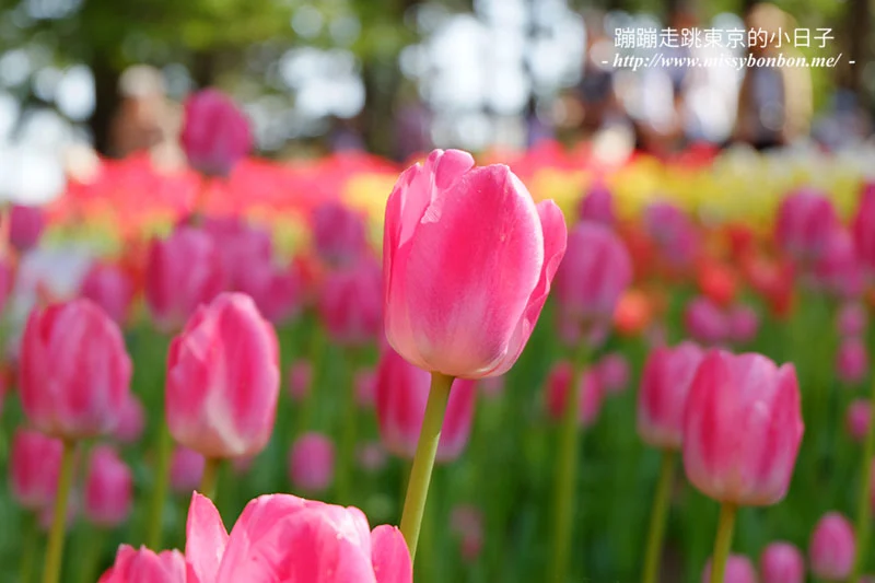 日本茨城縣國營常陸海濱公園的鬱金香