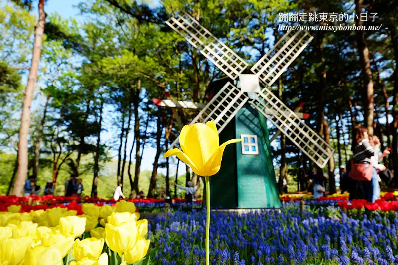 日本茨城縣國營常陸海濱公園的鬱金香