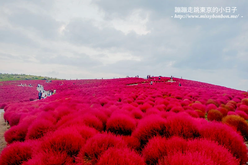 日本茨城縣國營常陸海濱公園的掃帚草
