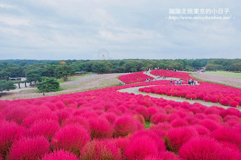 日本茨城縣國營常陸海濱公園的掃帚草