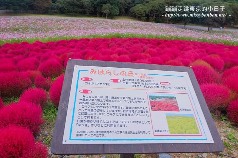 日本茨城縣國營常陸海濱公園的掃帚草