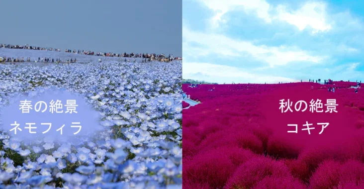 國營常陸海濱公園夢幻粉蝶花、火紅掃帚草
