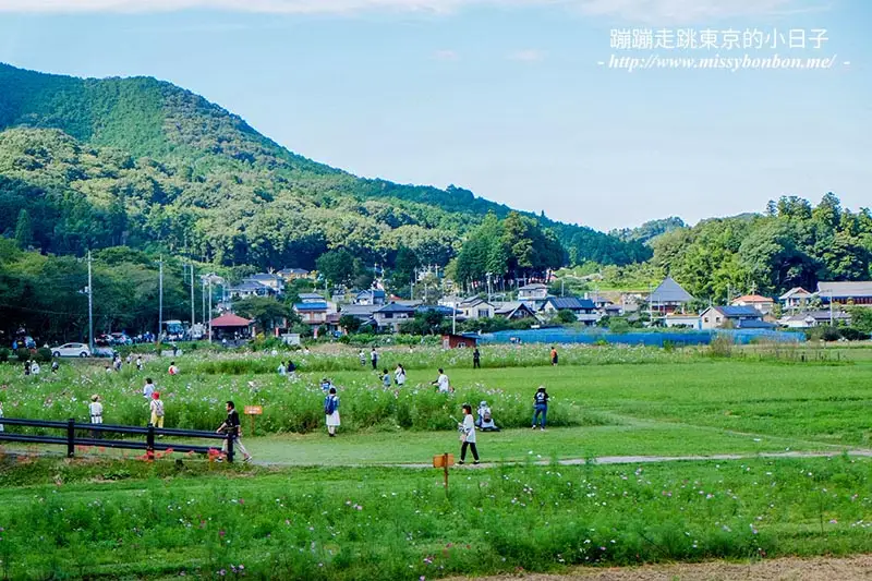 埼玉巾着田