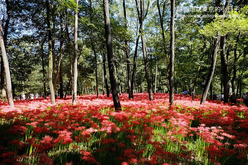 埼玉巾着田曼珠沙華(彼岸花)花海