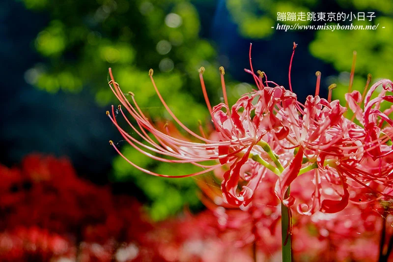 埼玉巾着田曼珠沙華(彼岸花)