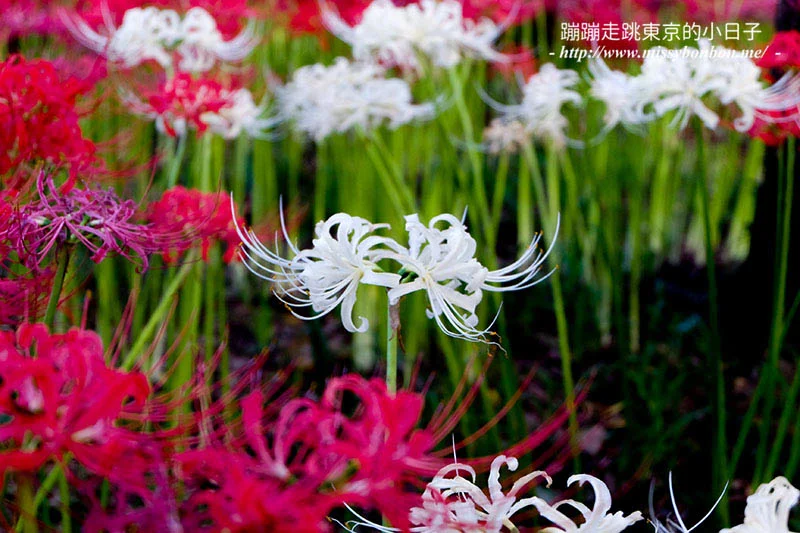 埼玉巾着田曼珠沙華(彼岸花)