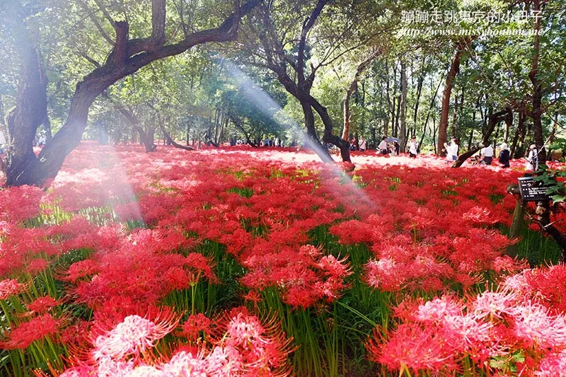 埼玉巾着田曼珠沙華(彼岸花)花海