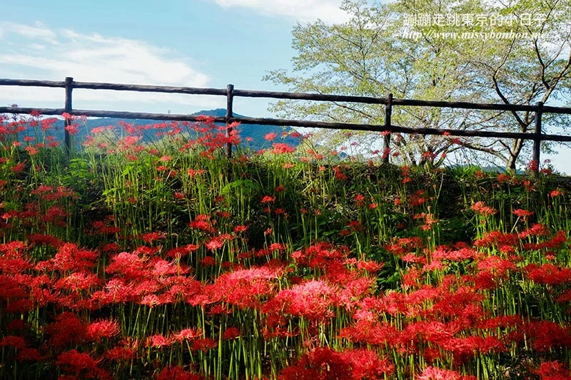 埼玉巾着田曼珠沙華(彼岸花)花海