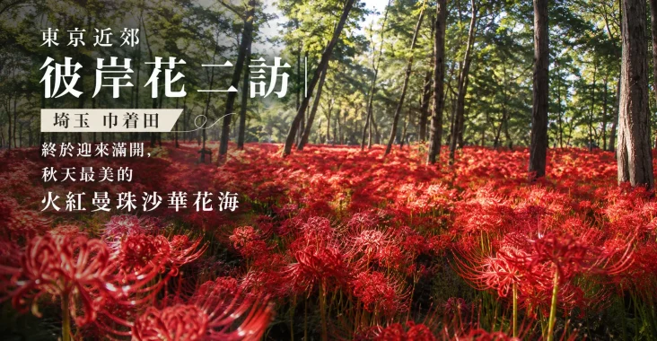 埼玉巾着田曼珠沙華(彼岸花)花海