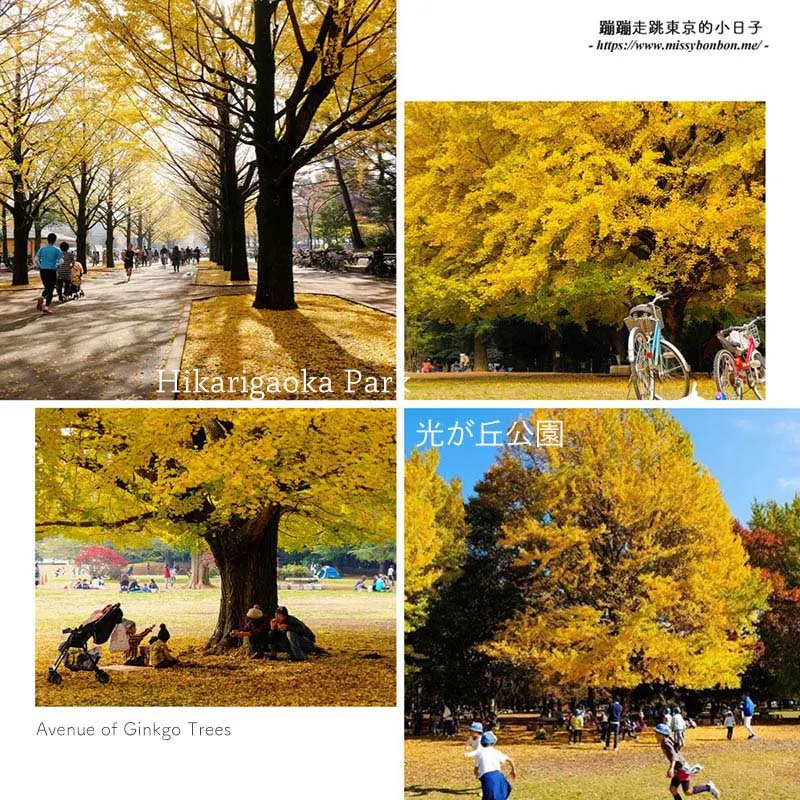 【東京秋季景點】深秋來東京追銀杏名所 - 光之丘公園