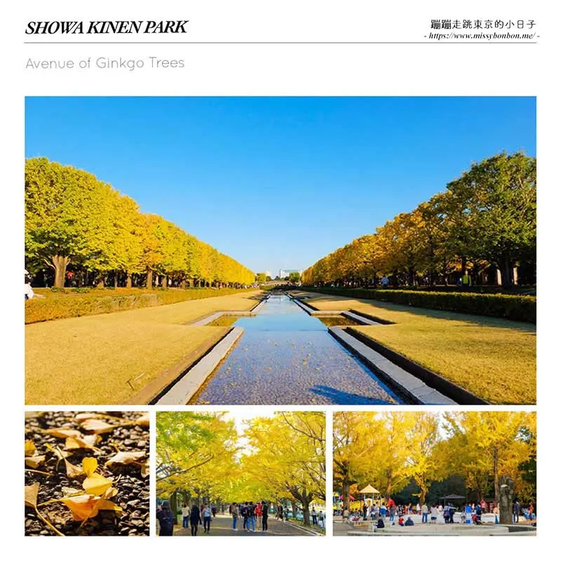 【東京秋季景點】深秋來東京追銀杏名所 - 國營昭和紀念公園