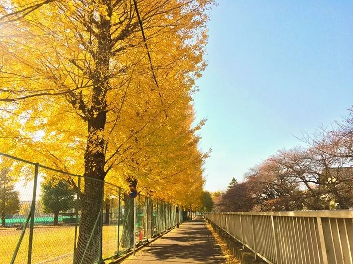 【東京秋季景點】深秋來東京追銀杏
