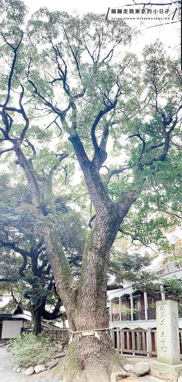 2024東京賞櫻景點:乃木坂的乃木神社,與浪漫夫婦御守共賞粉色櫻花美景