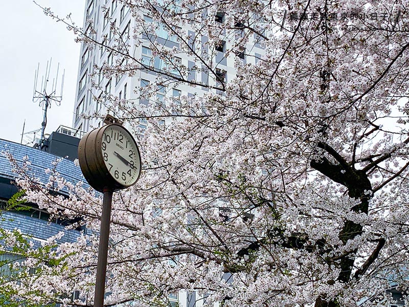 2024東京賞櫻景點：乃木坂的乃木神社，與浪漫夫婦御守共賞粉色櫻花美景