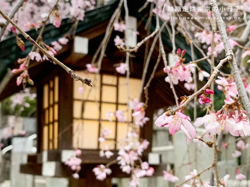 2024東京賞櫻景點:乃木坂的乃木神社,與浪漫夫婦御守共賞粉色櫻花美景