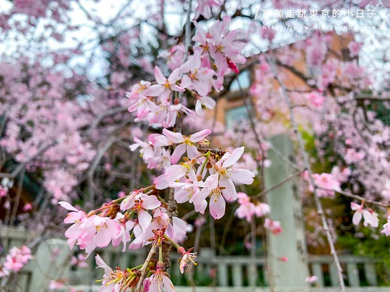2024東京賞櫻景點:乃木坂的乃木神社,與浪漫夫婦御守共賞粉色櫻花美景
