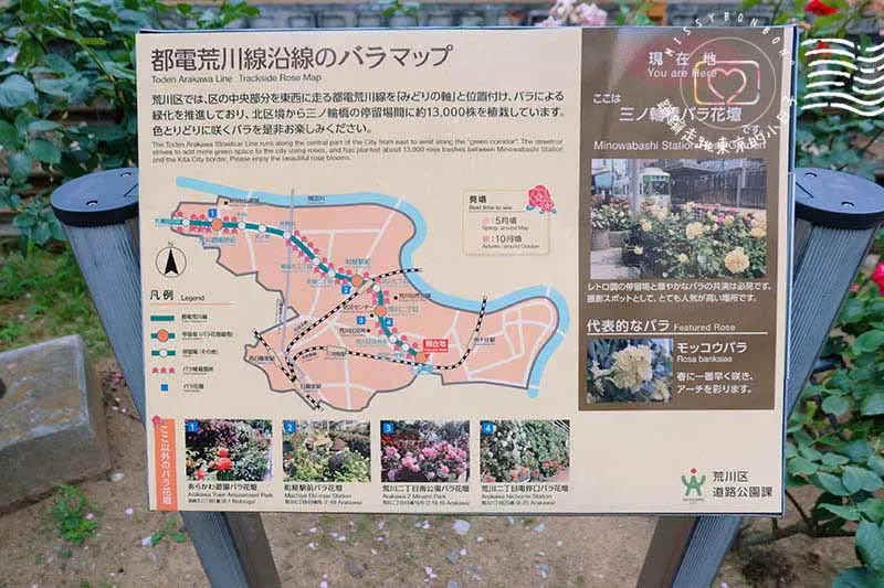 都電荒川線沿線玫瑰開花標示牌