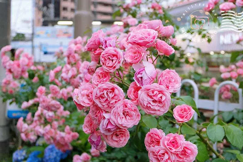 都電荒川線玫瑰