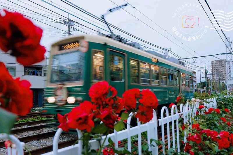 都電荒川線玫瑰