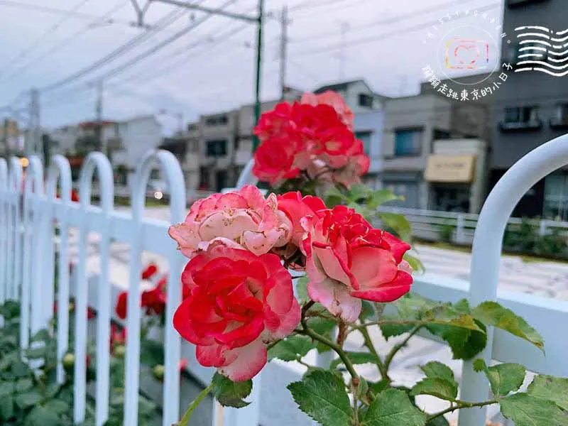 都電荒川線玫瑰